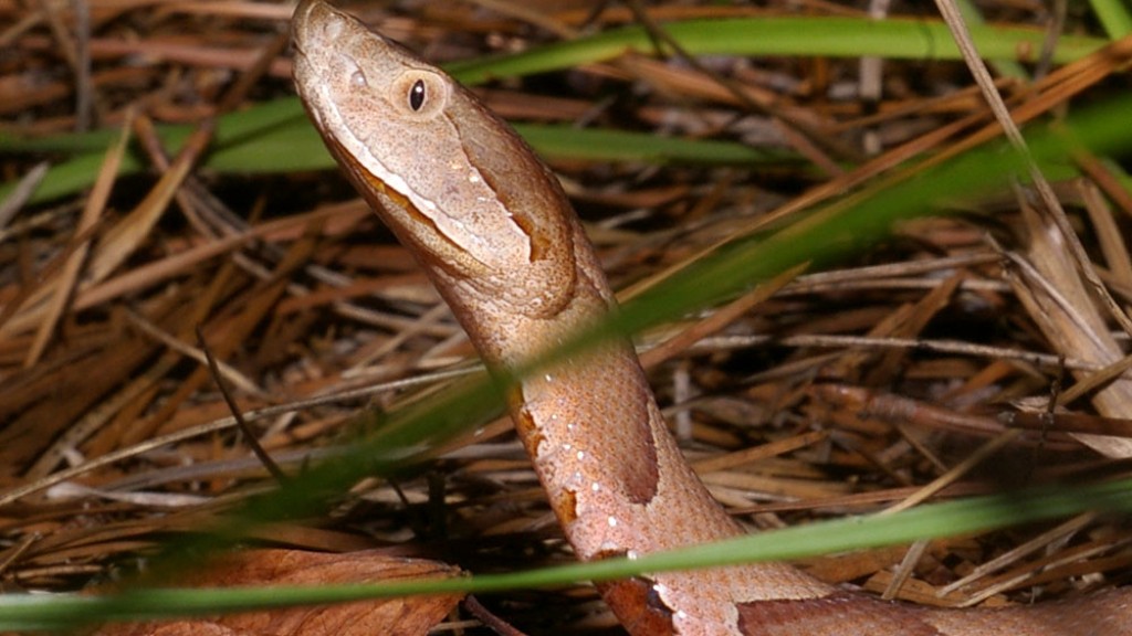 Φίδι Python που τρώει ζώα