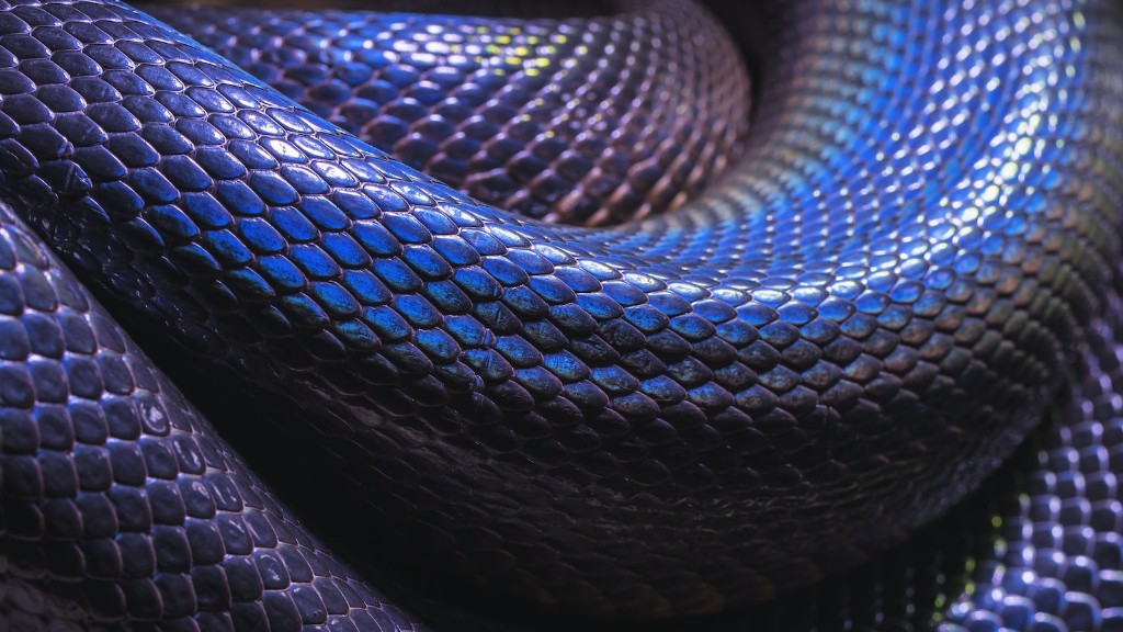 Φίδι Python που τρώει ζώα